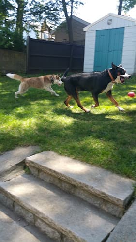 Dog walker Professional Pet Services of Salem, LLC. Salem