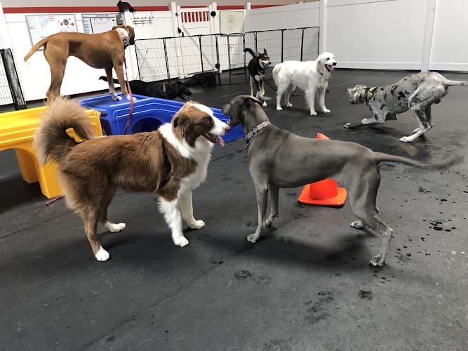 Dog walker PupTown Dog Daycare & Boarding San Leandro