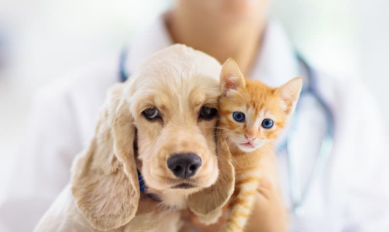 Dog walker Quartz Hill Veterinary Clinic Lancaster