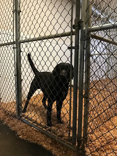 Dog walker R & R Kennels Bellingham