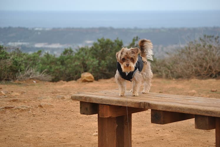 Dog walker Rancho La Costa Reserve San Marcos