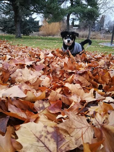 Dog walker Randall Park East Parking Lot Yakima