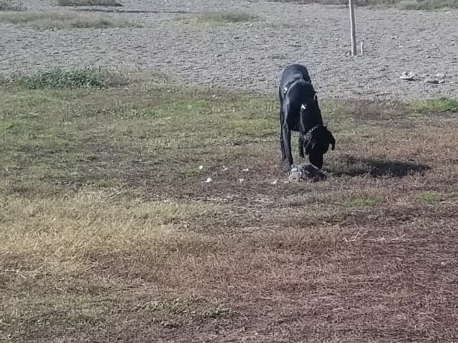 Dog walker Randall Park Yakima