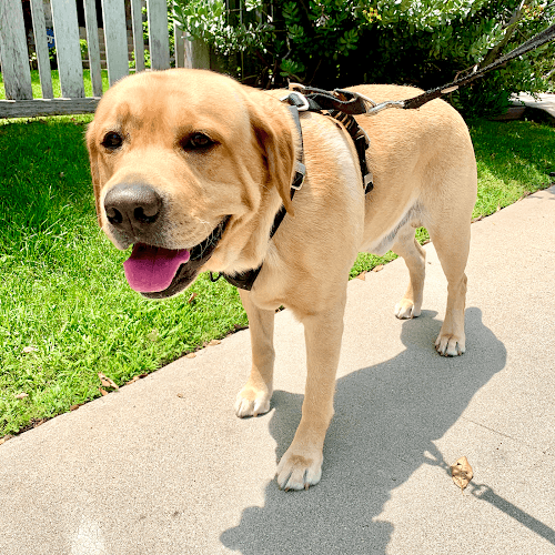 Dog walker Rawhide and Catnip Los Angeles