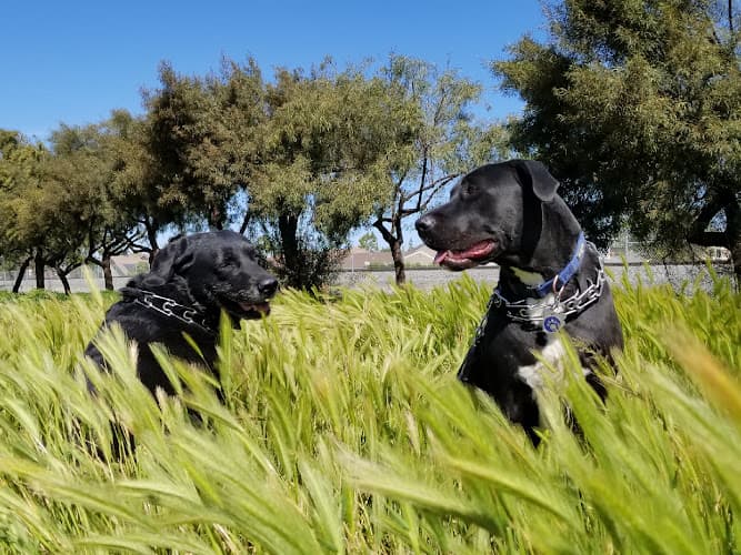 Dog walker Rebel Run Canine Suites Costa Mesa