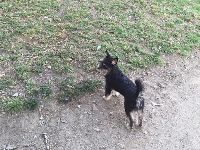 Dog walker Reed Street Dog Park Santa Clara