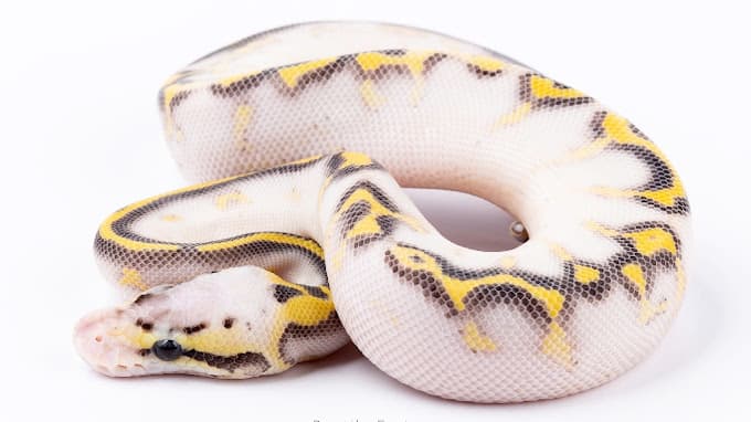 Dog walker REPTILE FACTORY Garden Grove