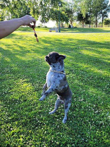 Dog walker River Walk Bakersfield