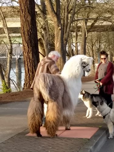Dog walker Riverfront Park Salem