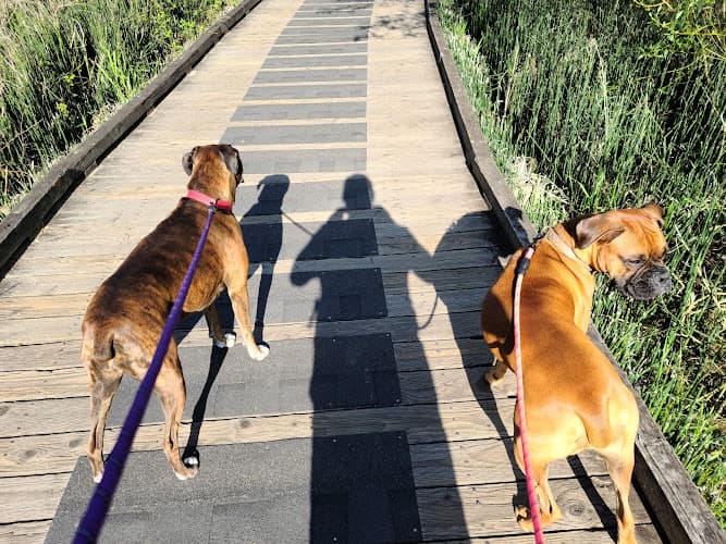 Dog walker Rock Creek Trail Hillsboro