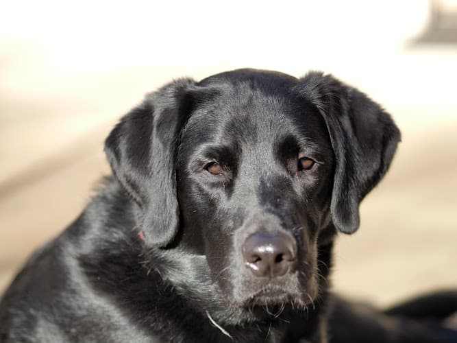 Dog walker Rock Nest Training & Pet Care LLC Eugene