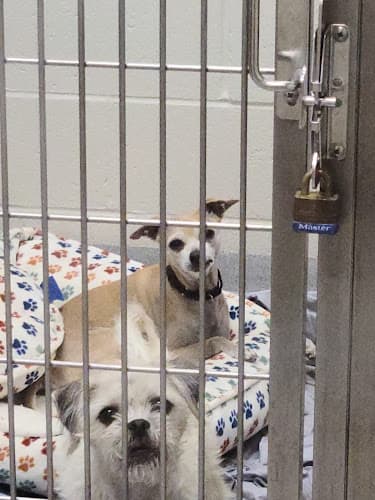 Dog walker San Diego Humane Society's El Cajon Campus El Cajon
