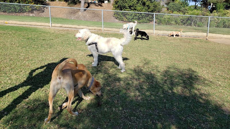 Dog walker San Elijo Hills Dog Park San Marcos