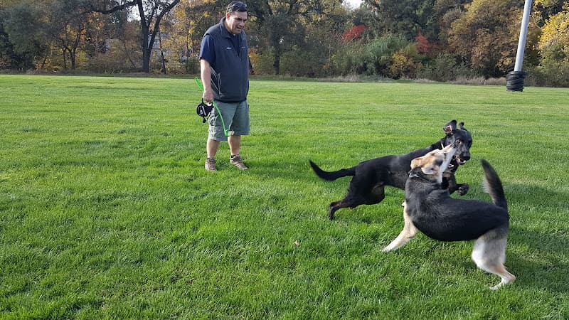 Dog walker Saugstad Park Roseville
