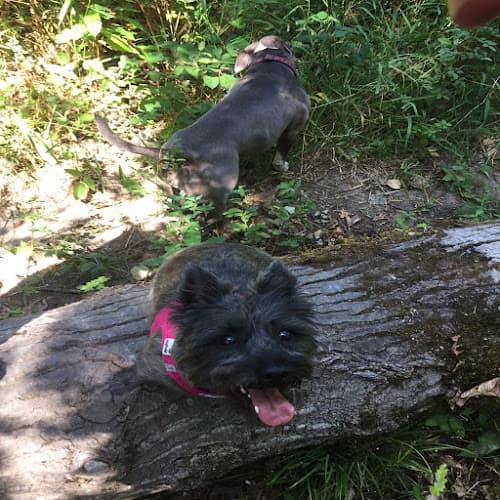 Dog walker Savvy Tails & Trails, LLC Portland