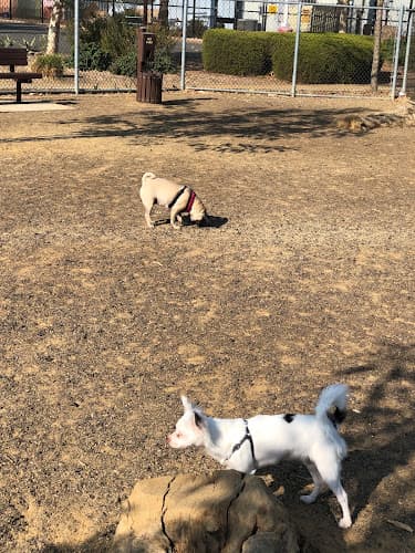 Dog walker Schimmel Dog Park Ontario