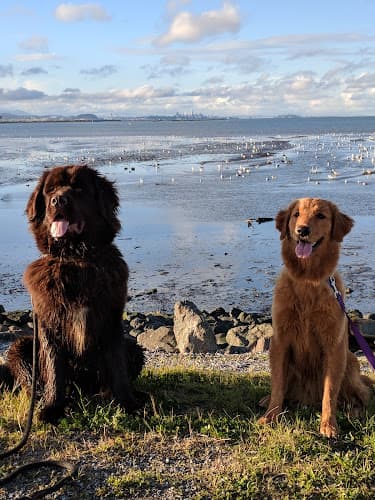 Dog walker Seal Point Park San Mateo