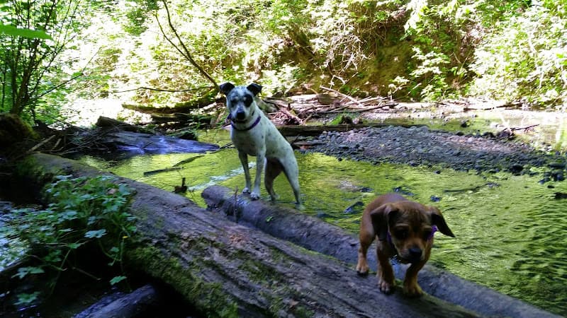 Dog walker Seattle Walk Stars Seattle