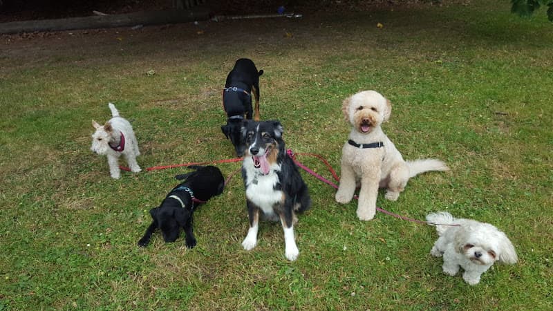 Dog walker Seattle4Dogs Seattle