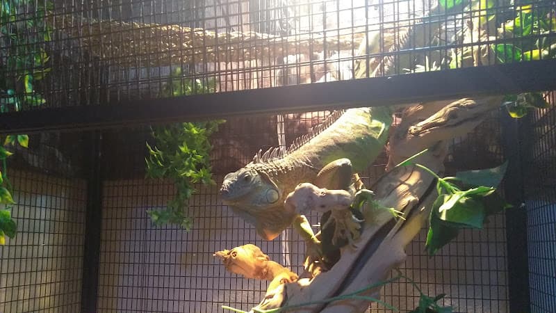 Dog walker Shedskin Reptiles Tracy
