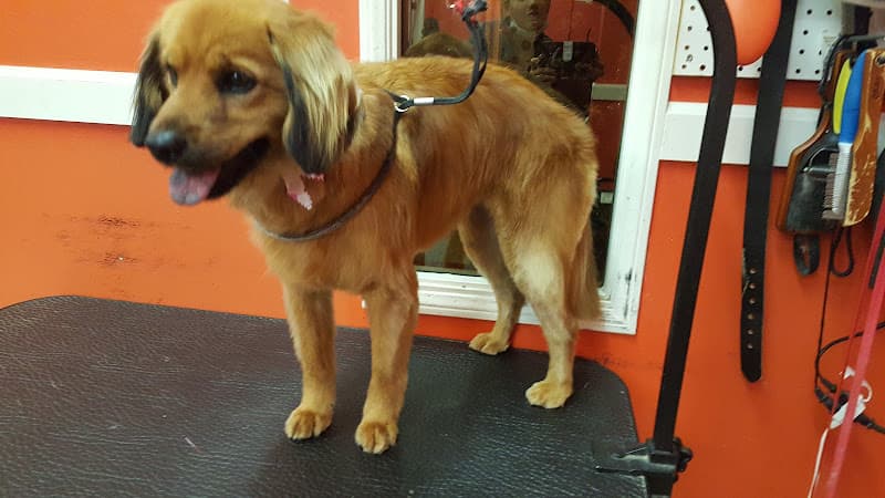 Dog walker Sirias Pet Spa Fontana