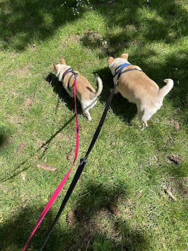 Dog walker Sits and Walks - Dog Walker/Pet Sitter Portland