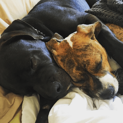 Dog walker Sitter4Paws - San Fernando Valley Santa Monica