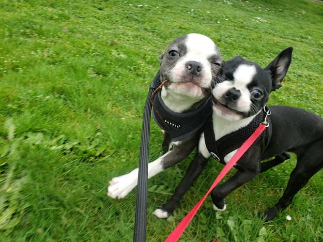 Dog walker Six Legs PDX Portland