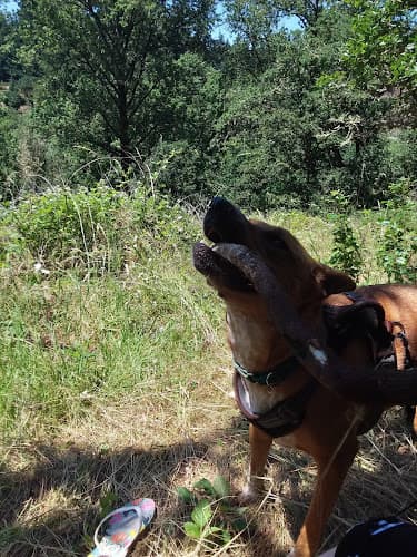 Dog walker Skyline Trail Salem