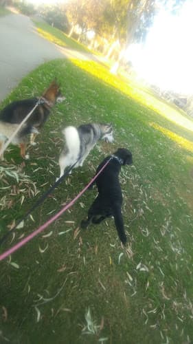 Dog walker Sonoma's Playground Oxnard