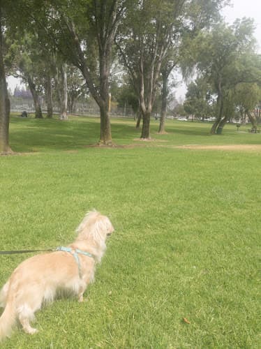 Dog walker Southridge Park Fontana
