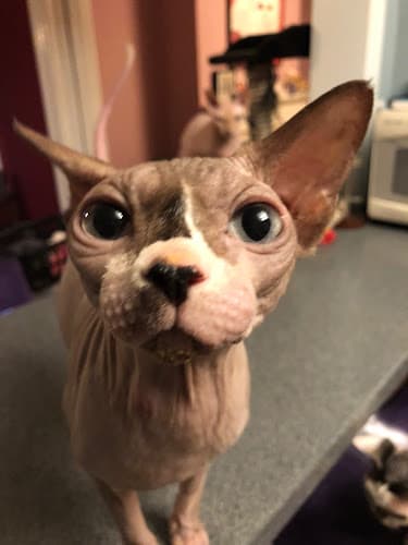 Dog walker Sparkle Cat Sitting Daly City