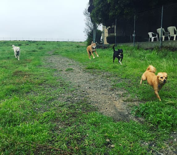 Dog walker Spoiled Pooch, LLC Los Angeles
