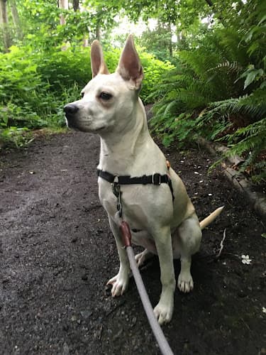 Dog walker Spot SLU Dog Walking & Pet Sitting Seattle