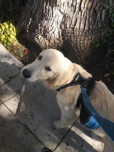 Dog walker Stefs Pet Services San Jose