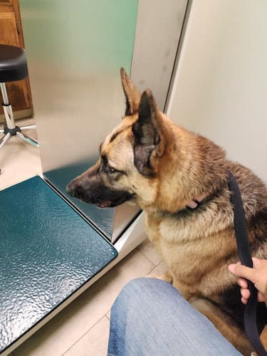 Dog walker Stockdale Veterinary Hospital Bakersfield