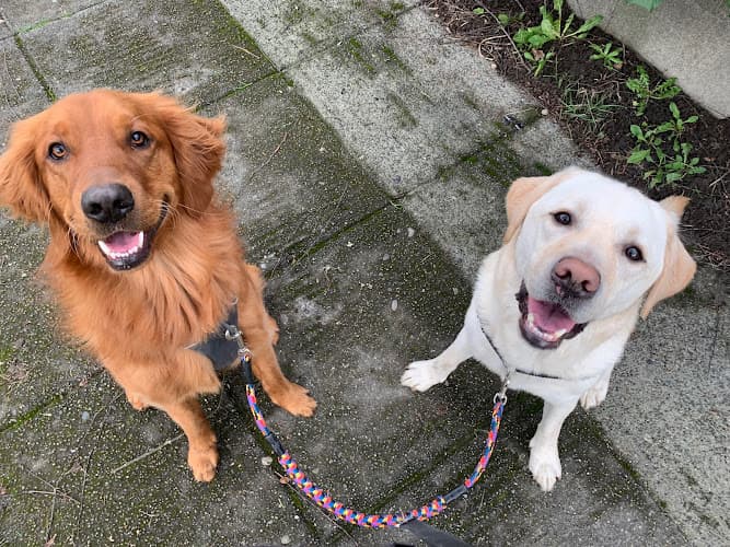 Dog walker Stroll Rover LLC Seattle