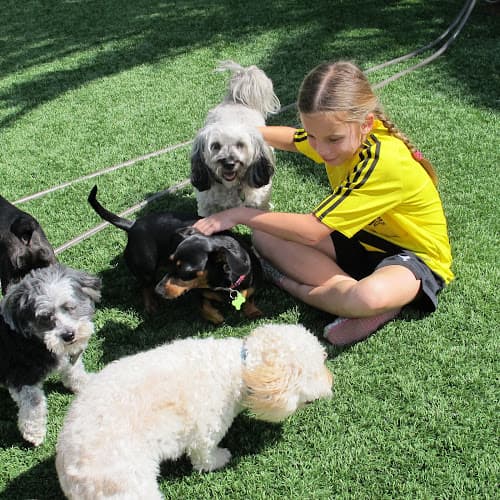Dog walker Sue's Critter Care Escondido