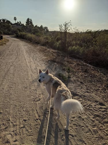 Dog walker Summit Trail Trailhead Oceanside