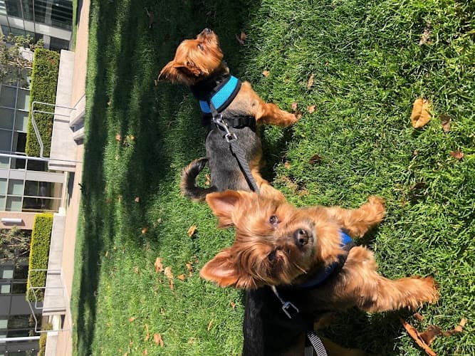 Dog walker Sunnyside Home Pet Care Portland
