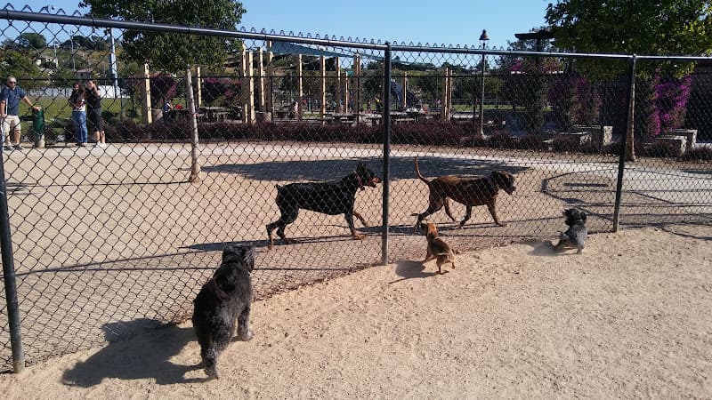 Dog walker Sunset Park San Marcos