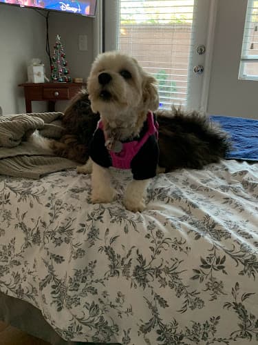 Dog walker Susan's Boutique Pet Sitting Irvine