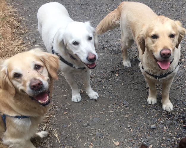 Dog walker Tail Blazers Los Angeles