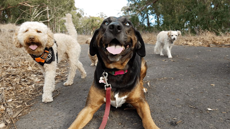 Dog walker Tail Waggers Dog Walking & Pet Sitting Richmond