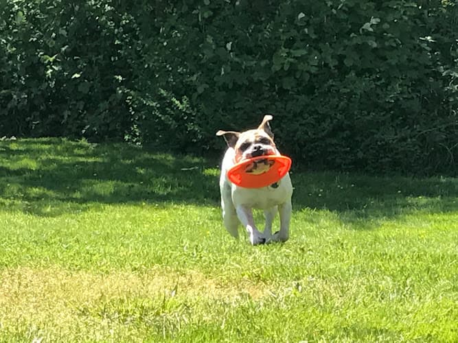 Dog walker Tails and Trails Beaverton