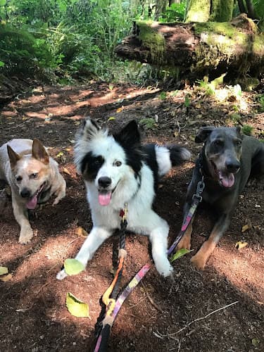 Dog walker Tails & Trails Dog Walking Bellingham