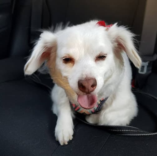 Dog walker Tailwaggers Clovis