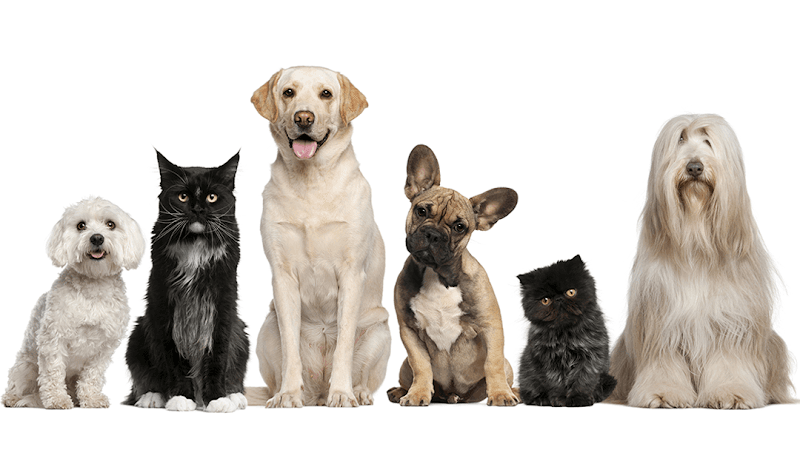 Dog walker Terrace Heights Family Pet Clinic Yakima