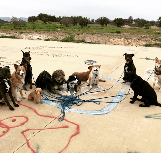 Dog walker The Dog Hiking Club Norwalk