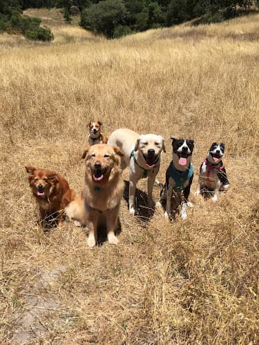 Dog walker The Dogista, LLC Fairfield